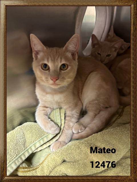 MATEO