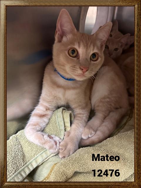 MATEO