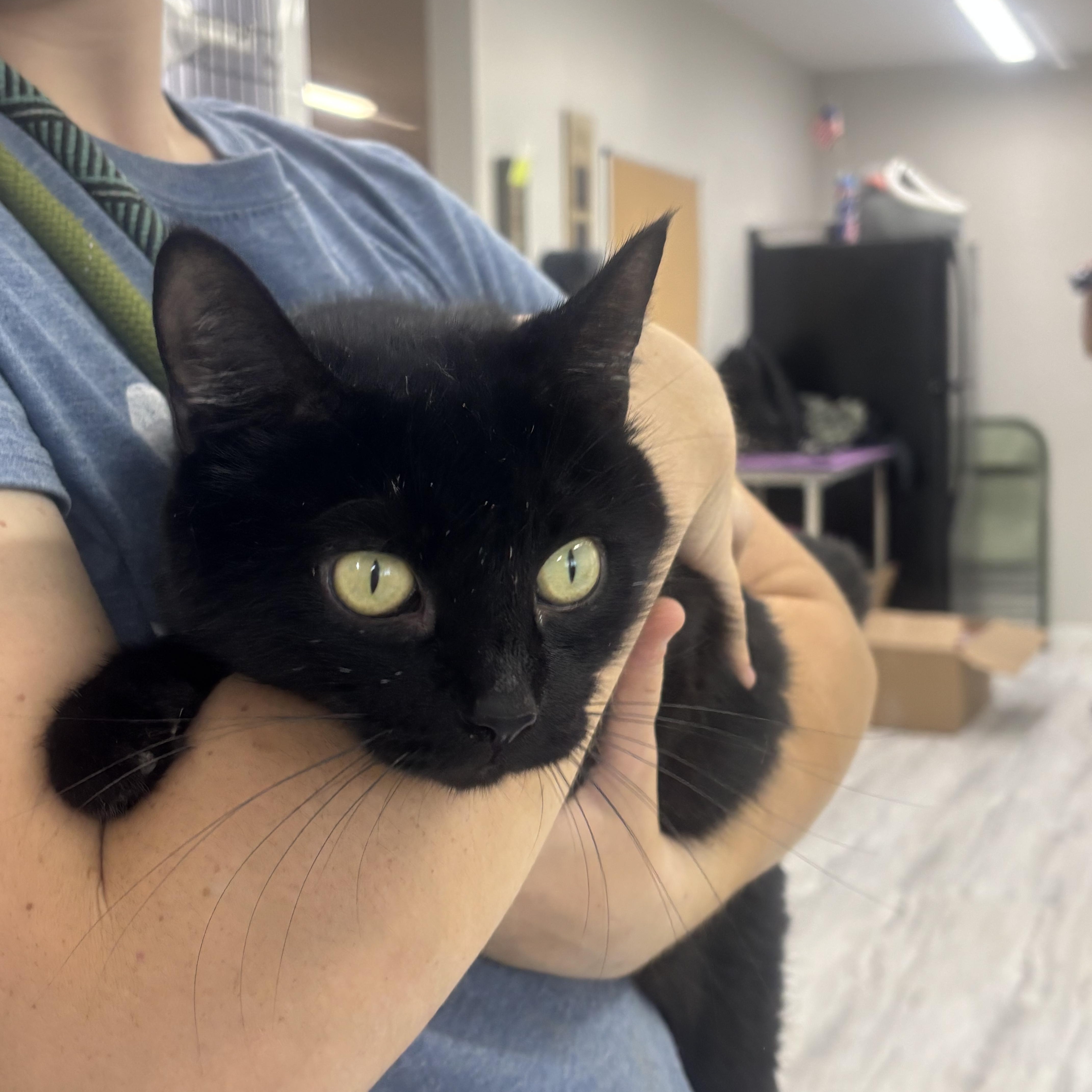 Ember, Adoptable, Adult Female Domestic Short Hair.