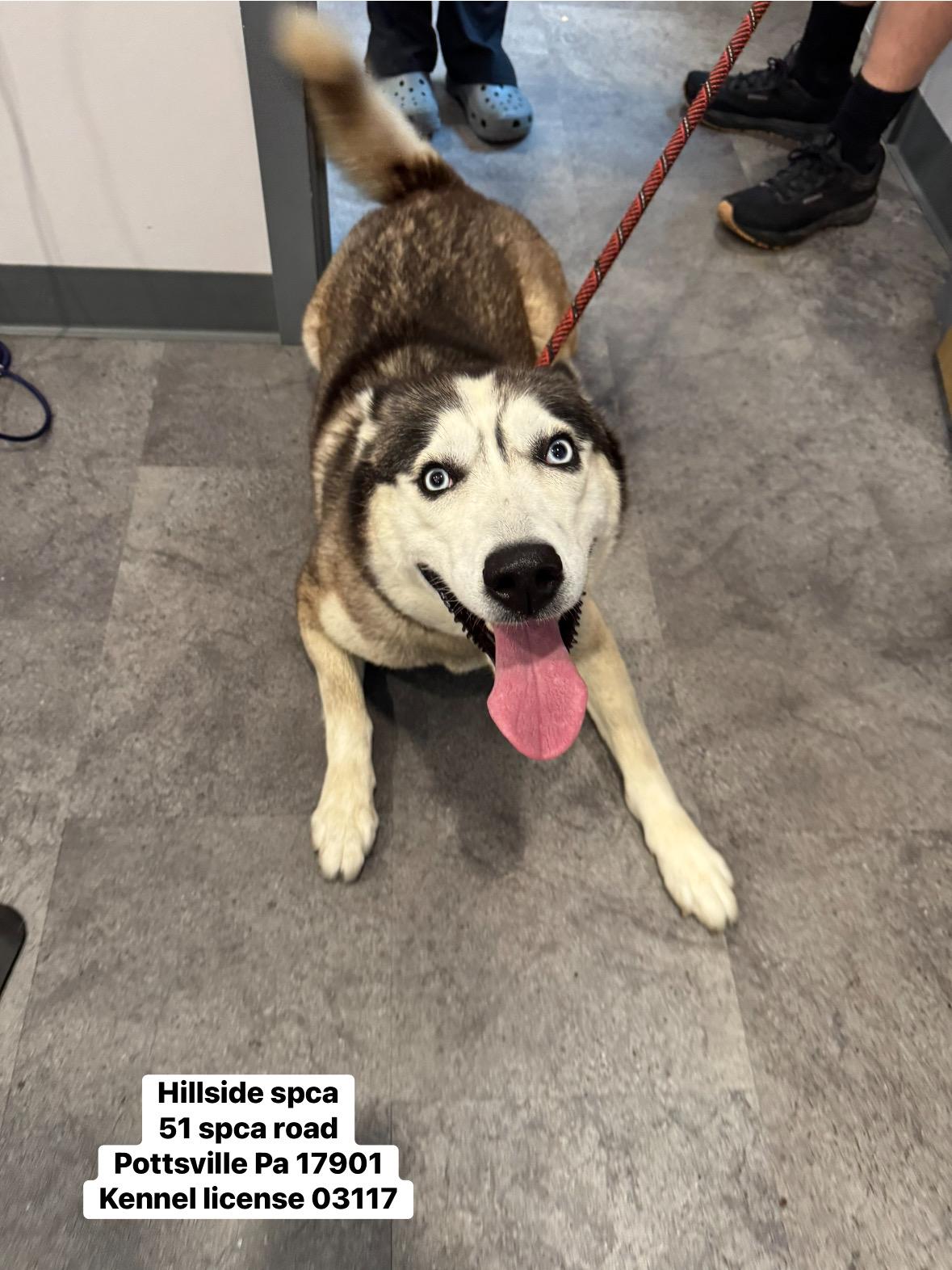 Kyla, Young Female Husky