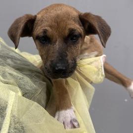 Tara, Adoptable, Puppy Female Catahoula Leopard Dog & Feist.