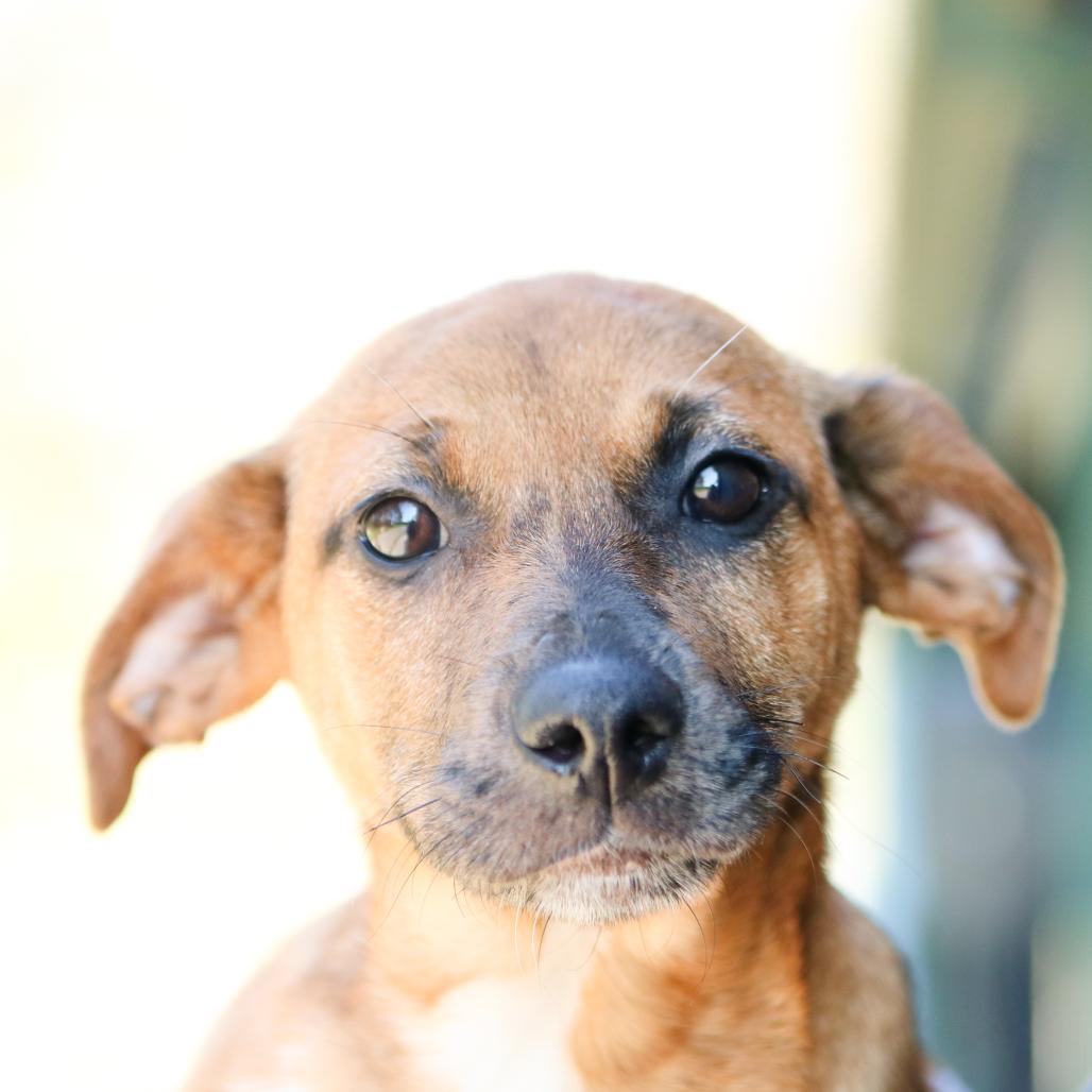 Enlarge Tara, a Adoptable mixed breed in Hattiesburg, MS image 2/3