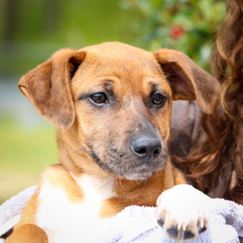 Enlarge Tara, a Adoptable mixed breed in Hattiesburg, MS image 3/3