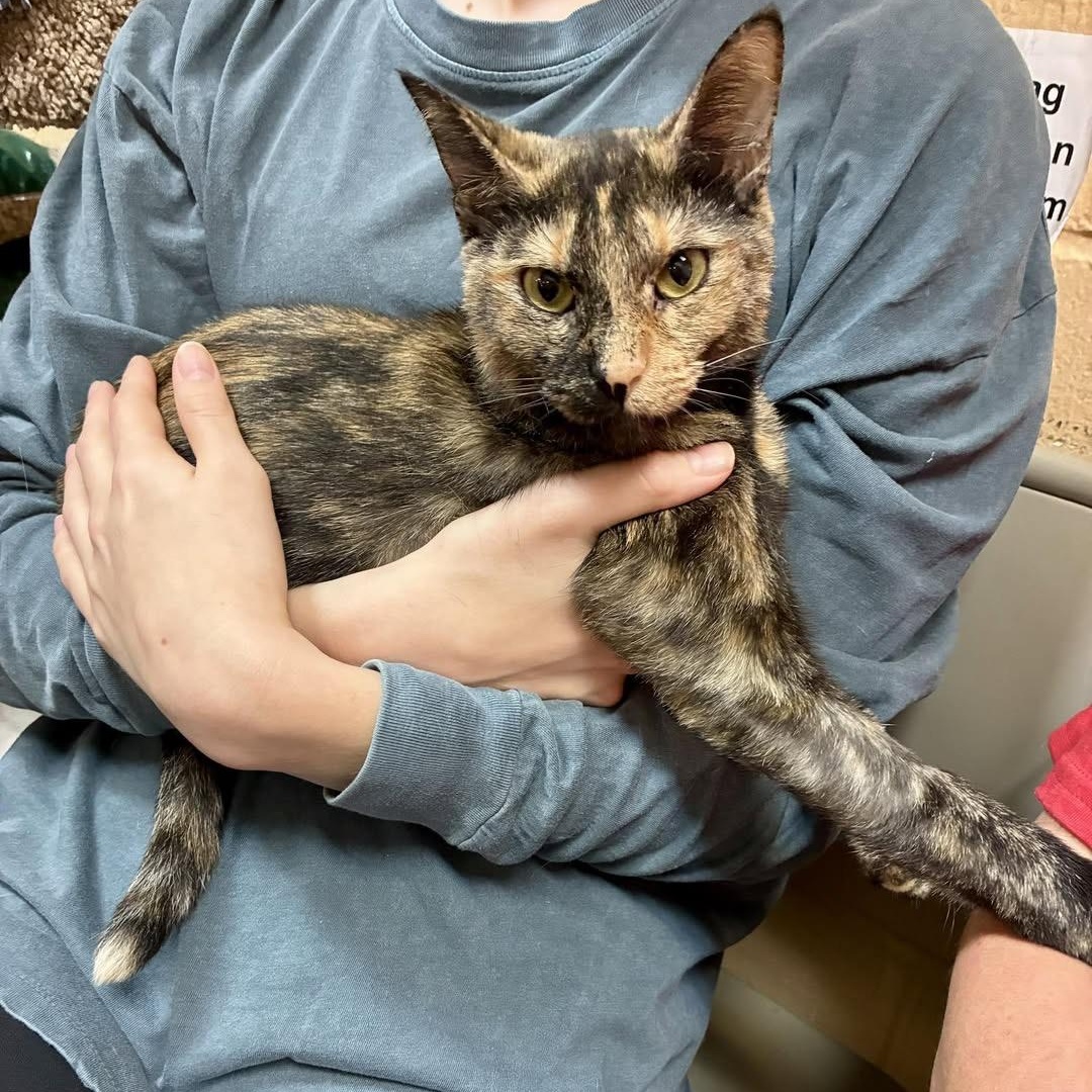 Serena, Adoptable, Young Female Domestic Short Hair.