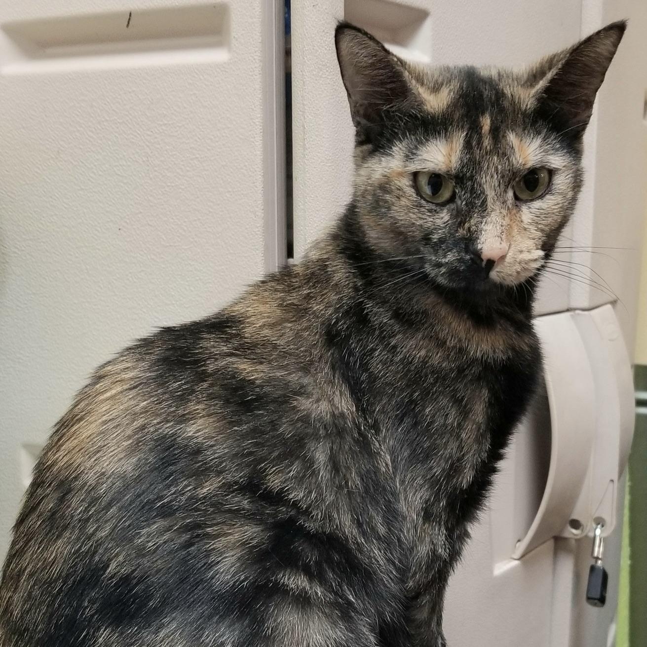 Enlarge Serena, a Adoptable Domestic Short Hair in New Port Richey, FL image 2/3