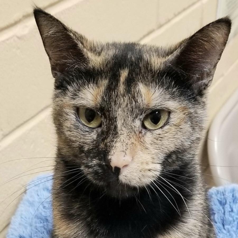 Enlarge Serena, a Adoptable Domestic Short Hair in New Port Richey, FL image 3/3