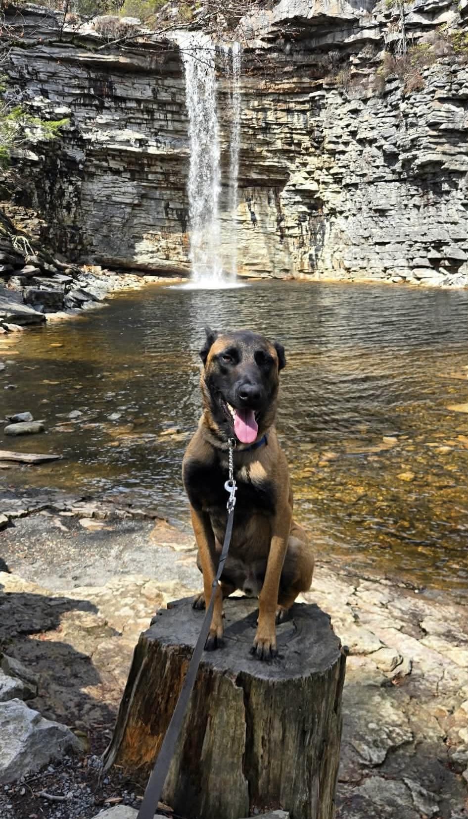 Buddy, Adoptable, Young Male Shepherd.