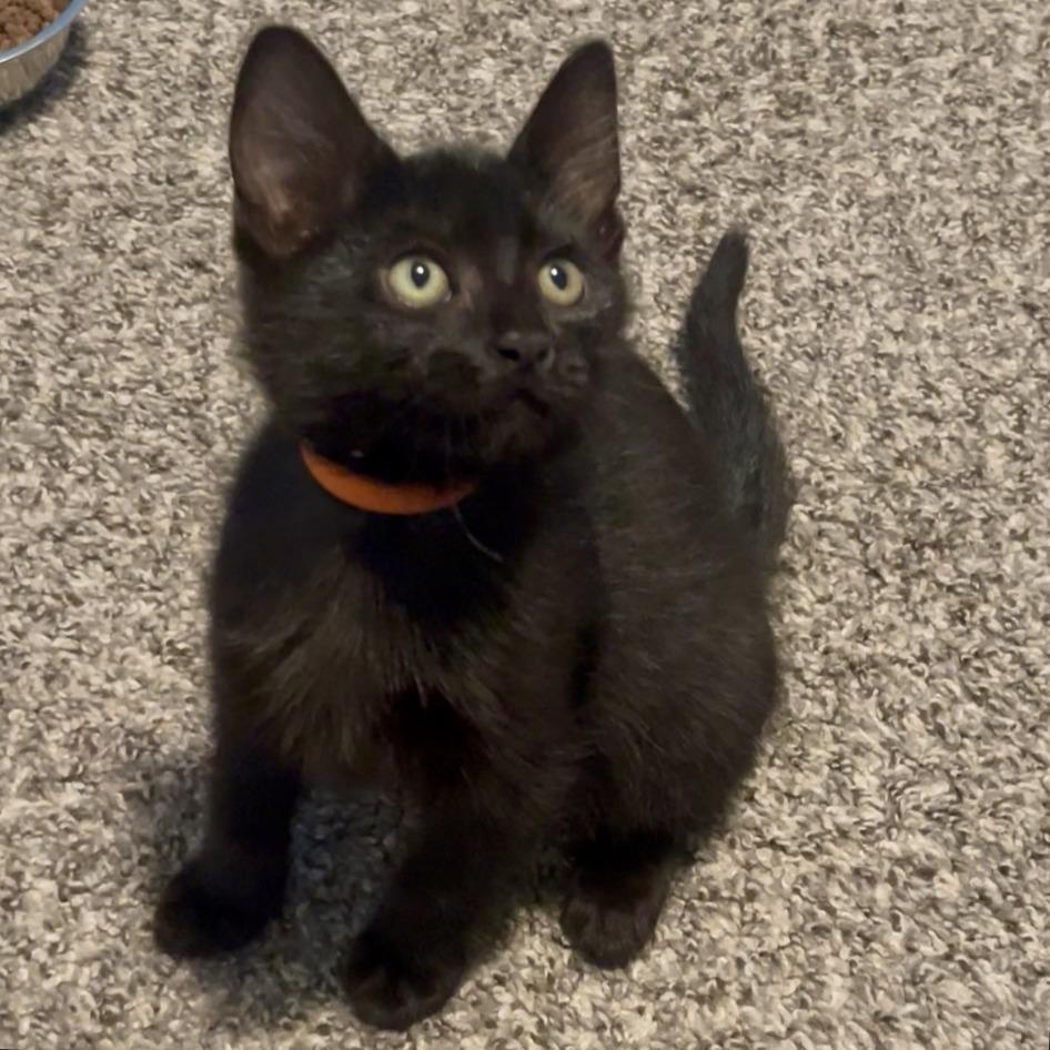 Java, a Adoptable Domestic Short Hair in Keizer, OR image 1/2