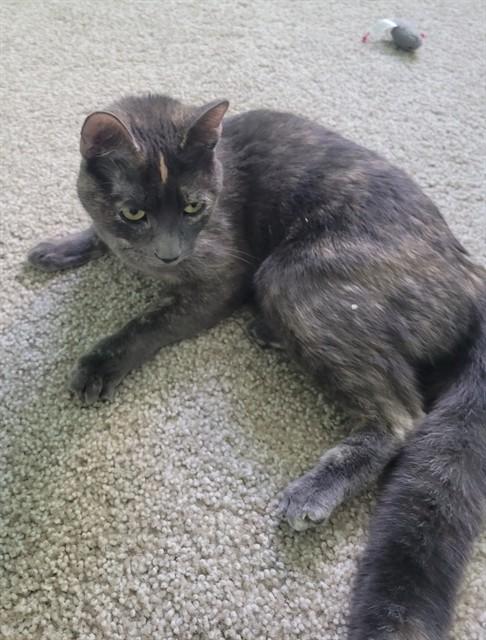 STRIPE, Adoptable, Young Female Domestic Short Hair.