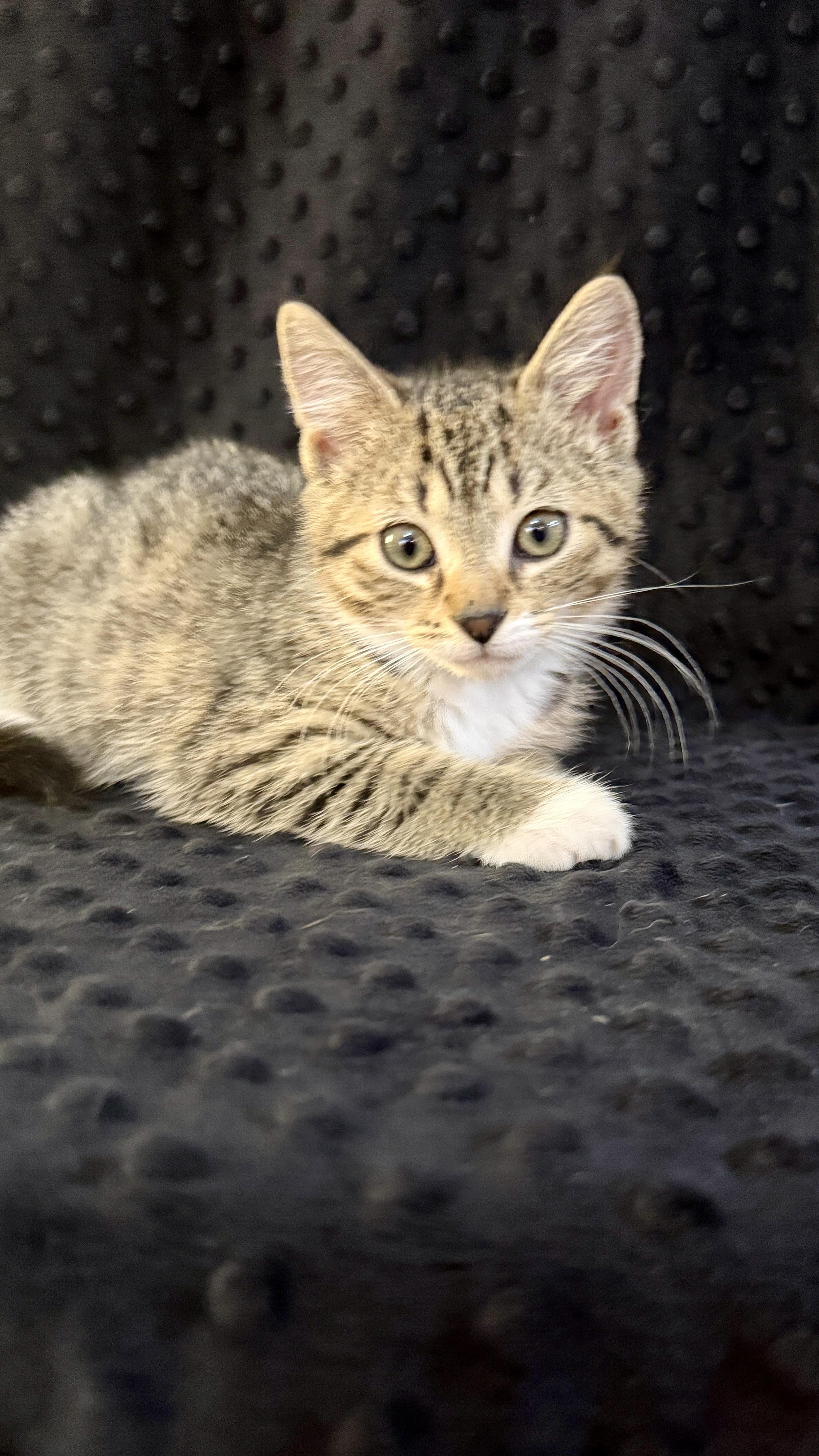 Hera, a ADOPTABLE Domestic Short Hair in Waxhaw, NC image 4/5
