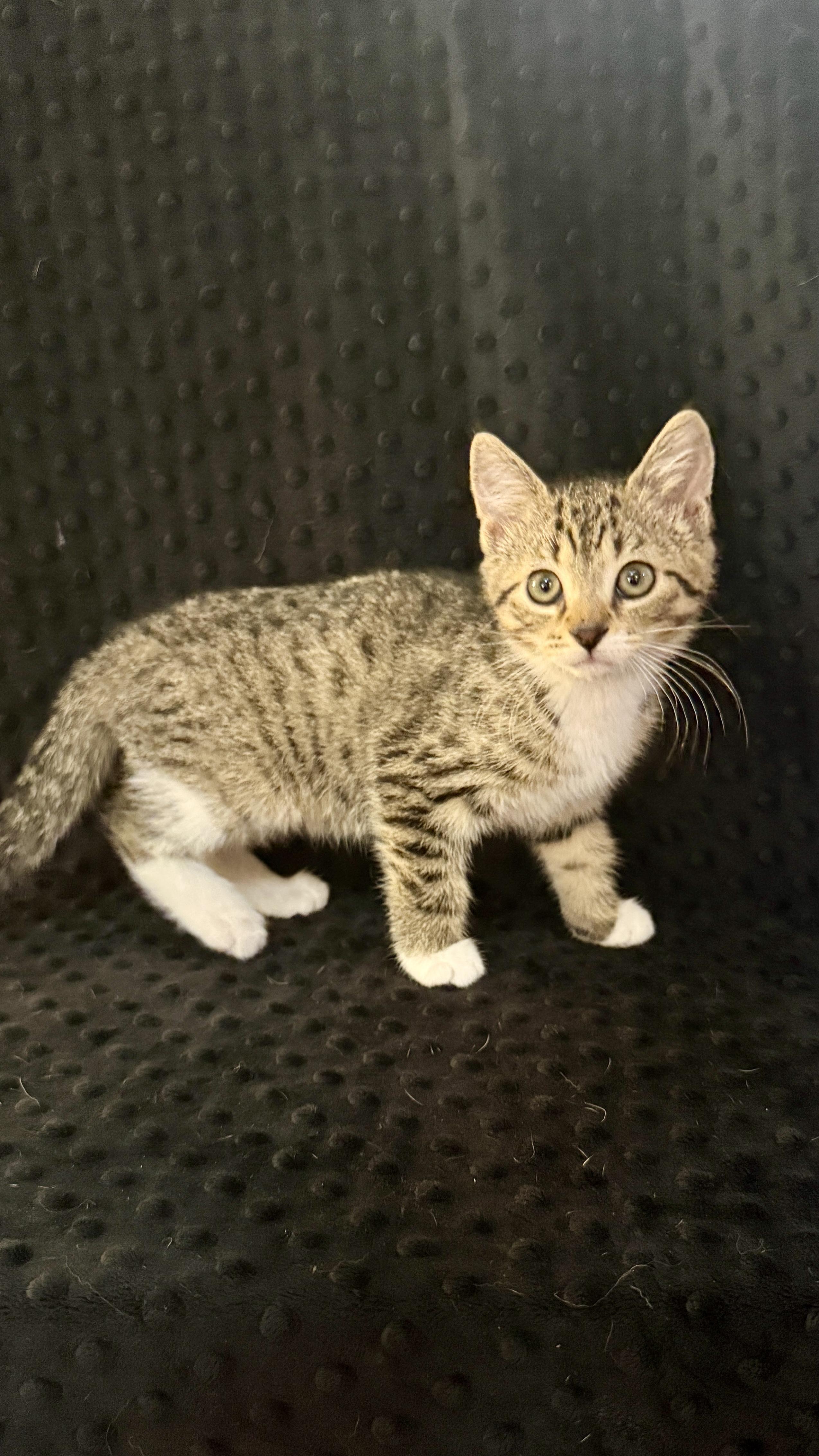 Hera, a ADOPTABLE Domestic Short Hair in Waxhaw, NC image 2/5