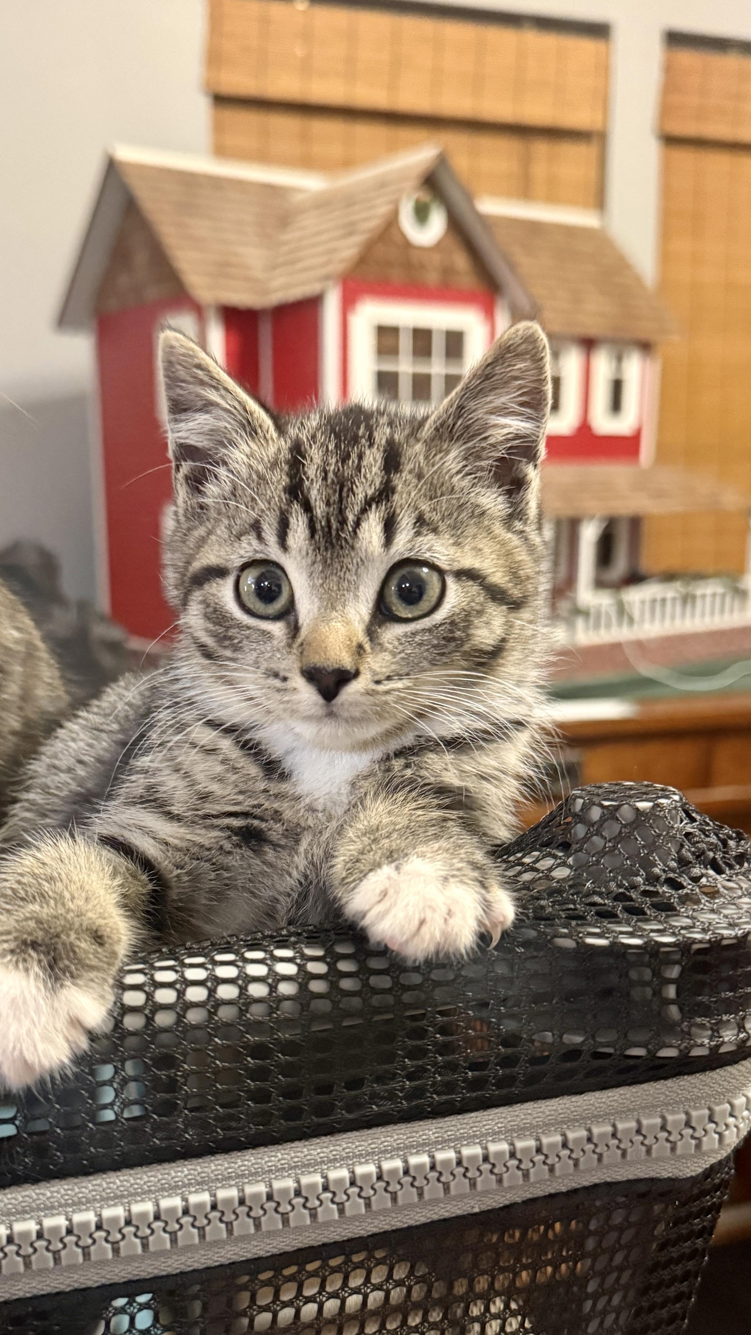 Hera, ADOPTABLE, Kitten Female Domestic Short Hair.