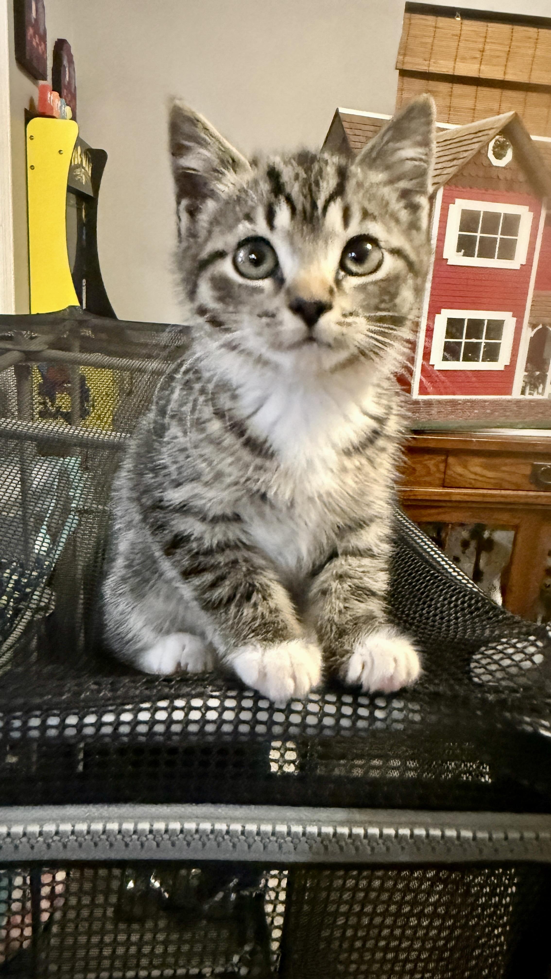 Hera, a ADOPTABLE Domestic Short Hair in Waxhaw, NC image 3/5