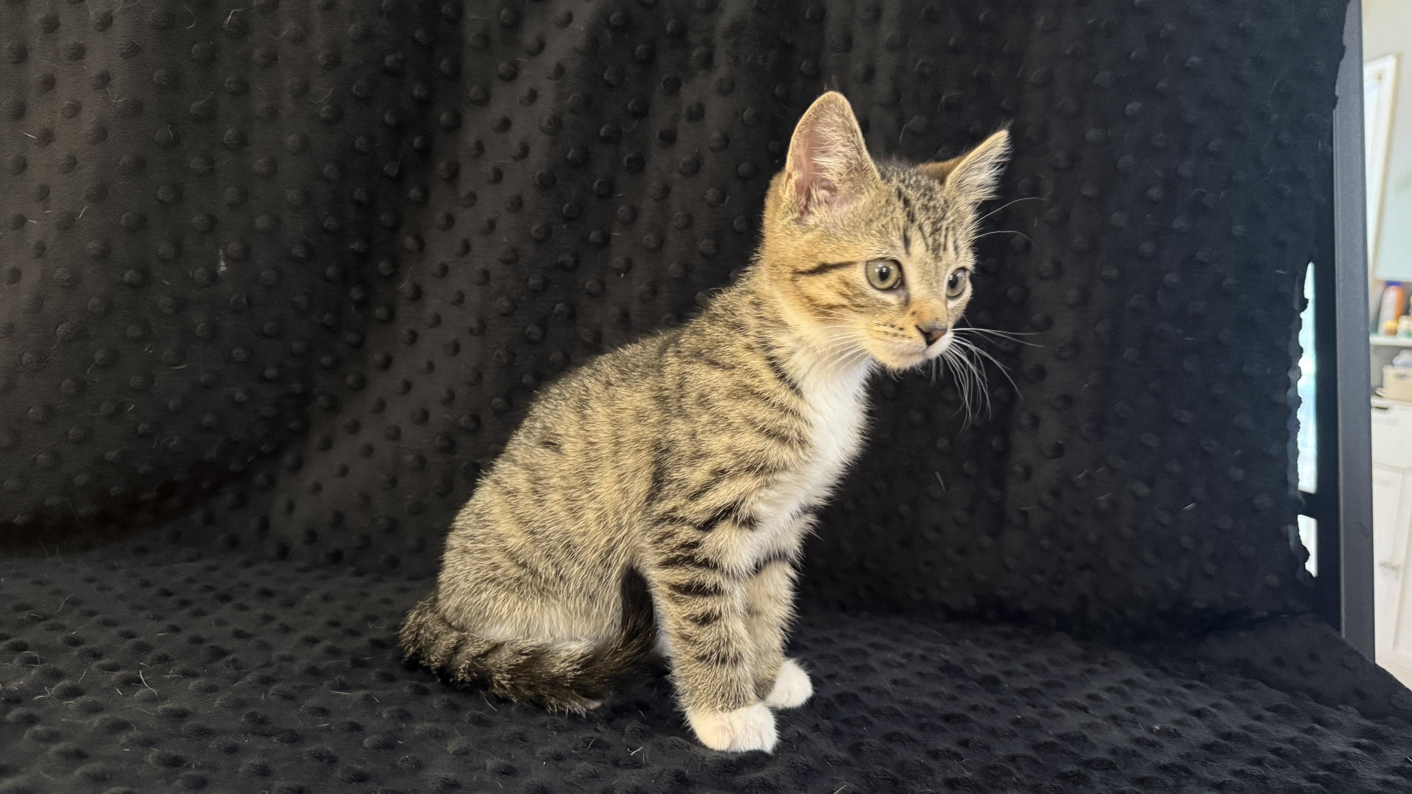 Hera, a ADOPTABLE Domestic Short Hair in Waxhaw, NC image 5/5