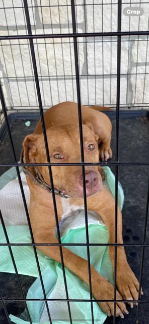 Wally, Adopted, Senior Male Mixed Breed.