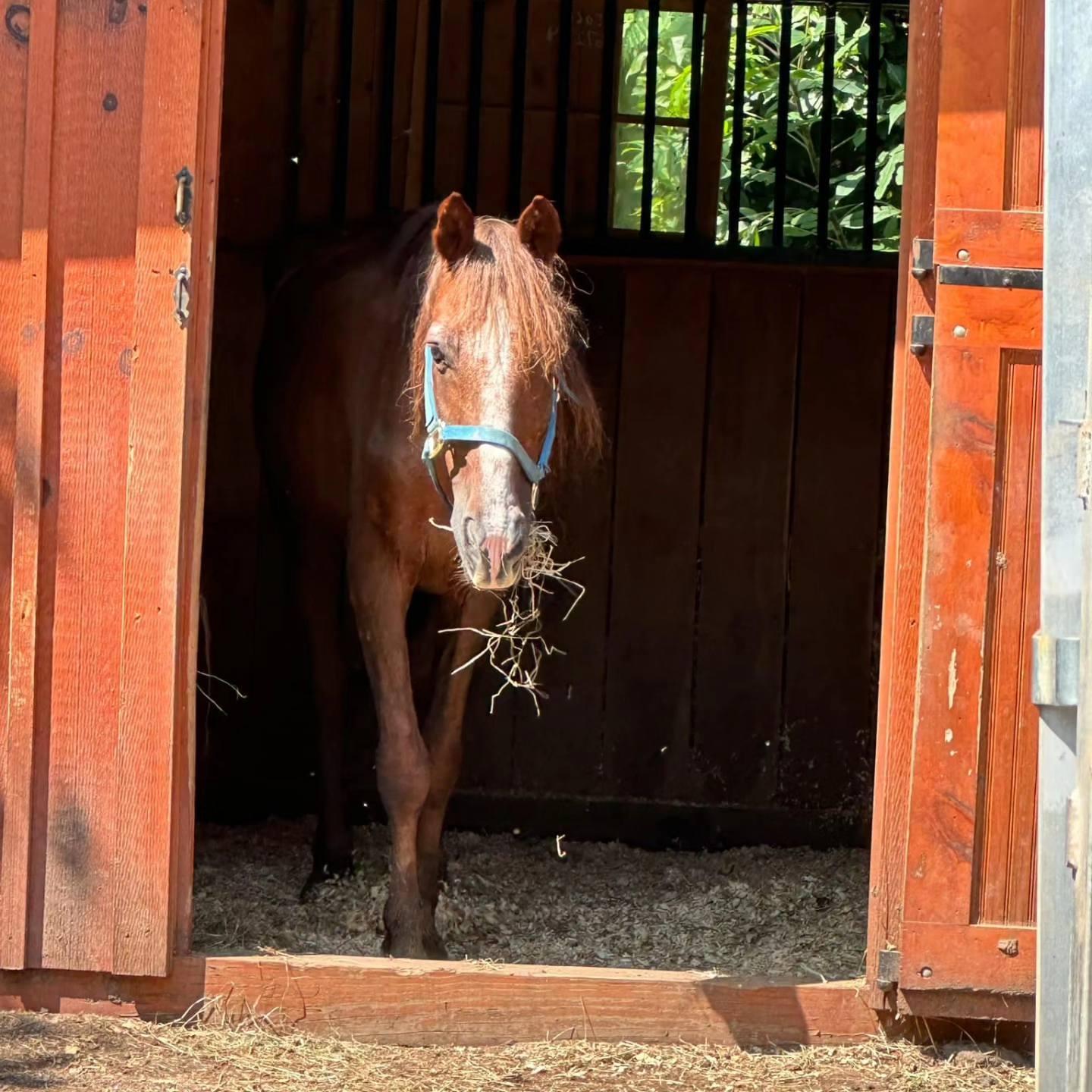 Enlarge Maverick, a Adoptable Mustang in Northford, CT image 1/3