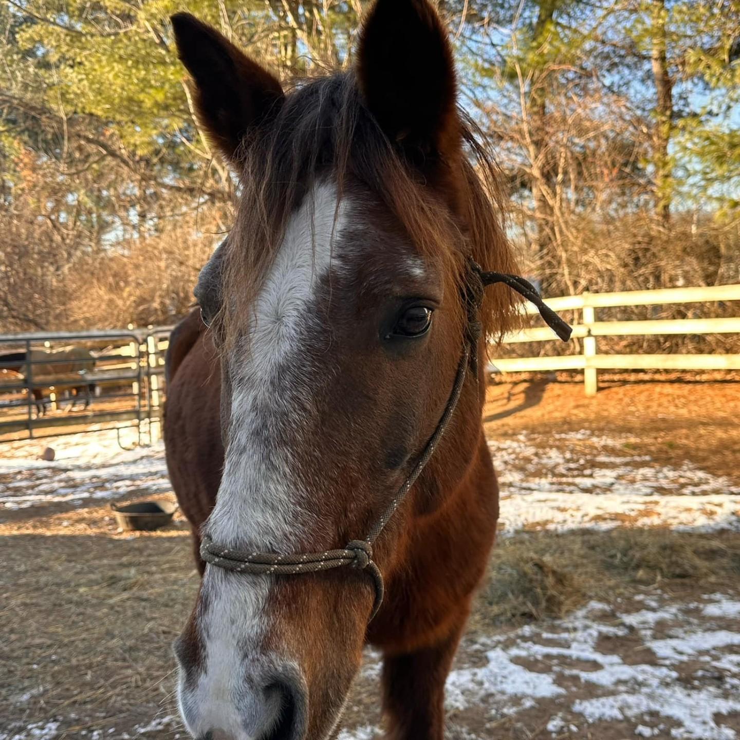 Enlarge Maverick, a Adoptable Mustang in Northford, CT image 2/3