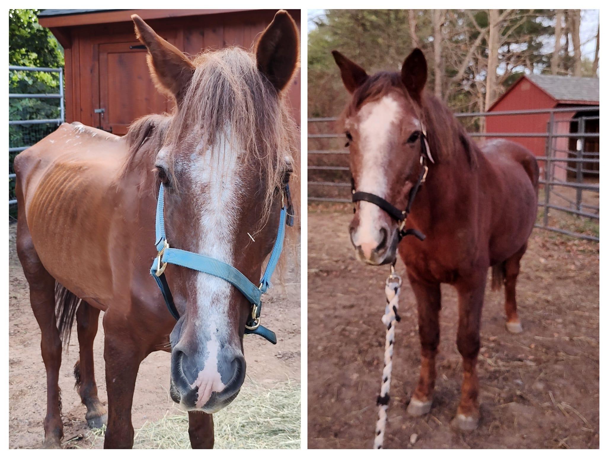 Enlarge Maverick, a Adoptable Mustang in Northford, CT image 3/3
