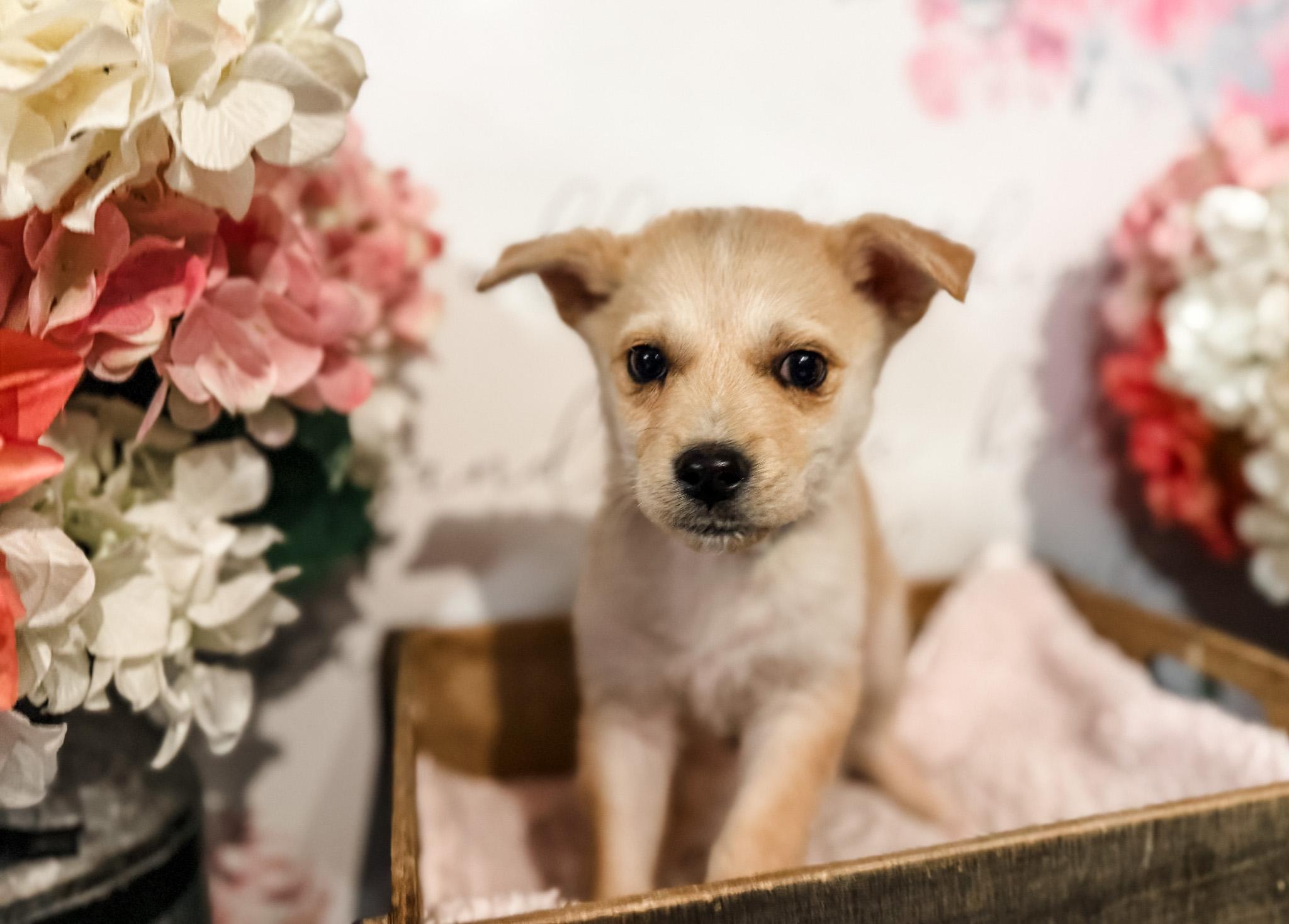 Helion , adopted, Puppy Male Australian Shepherd.