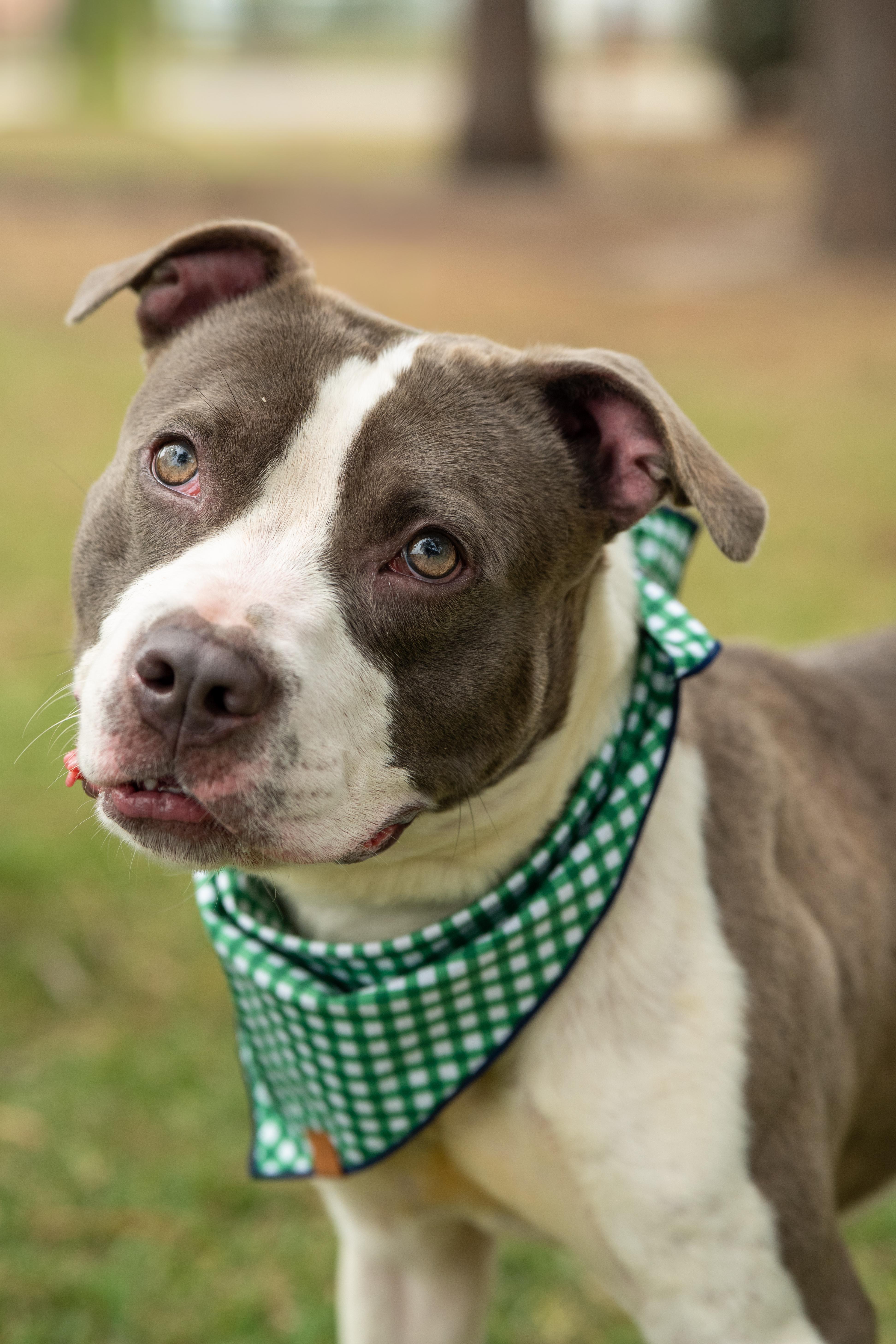 Quail, adopted, Adult Male Mixed Breed.
