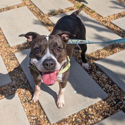 Tulip, Adoptable, Adult Female Mixed Breed & Mixed Breed.