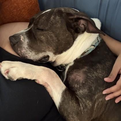Tulip, a Adoptable mixed breed in Richmond, VA image 2/3