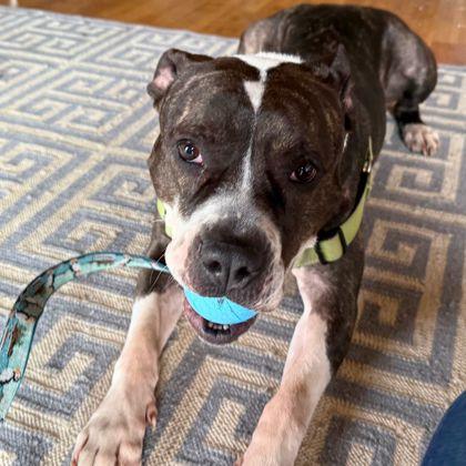 Enlarge Tulip, a Adoptable mixed breed in Richmond, VA image 2/3