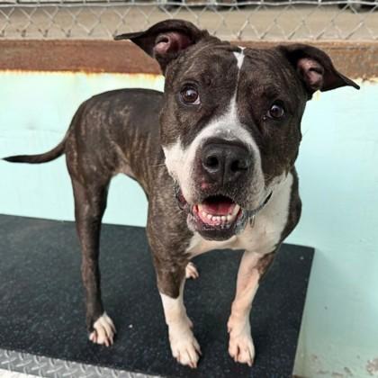 Tulip, a Adoptable mixed breed in Richmond, VA image 3/3