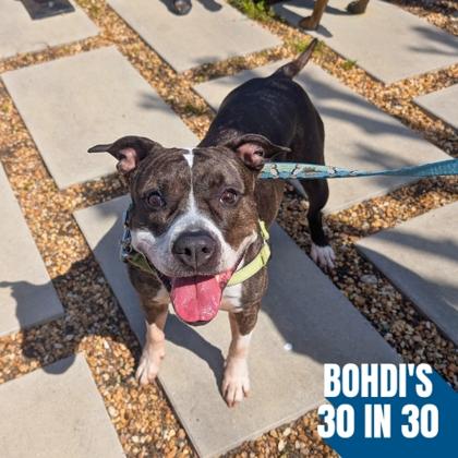 Tulip, a Adoptable mixed breed in Richmond, VA image 3/3