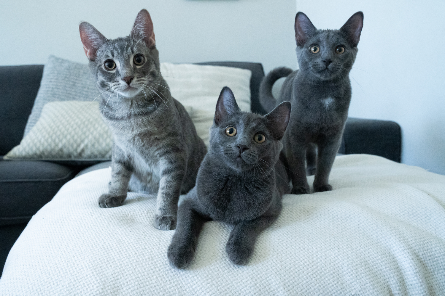 X-Men Kittens - Jean Grey, Rogue, Wolverine