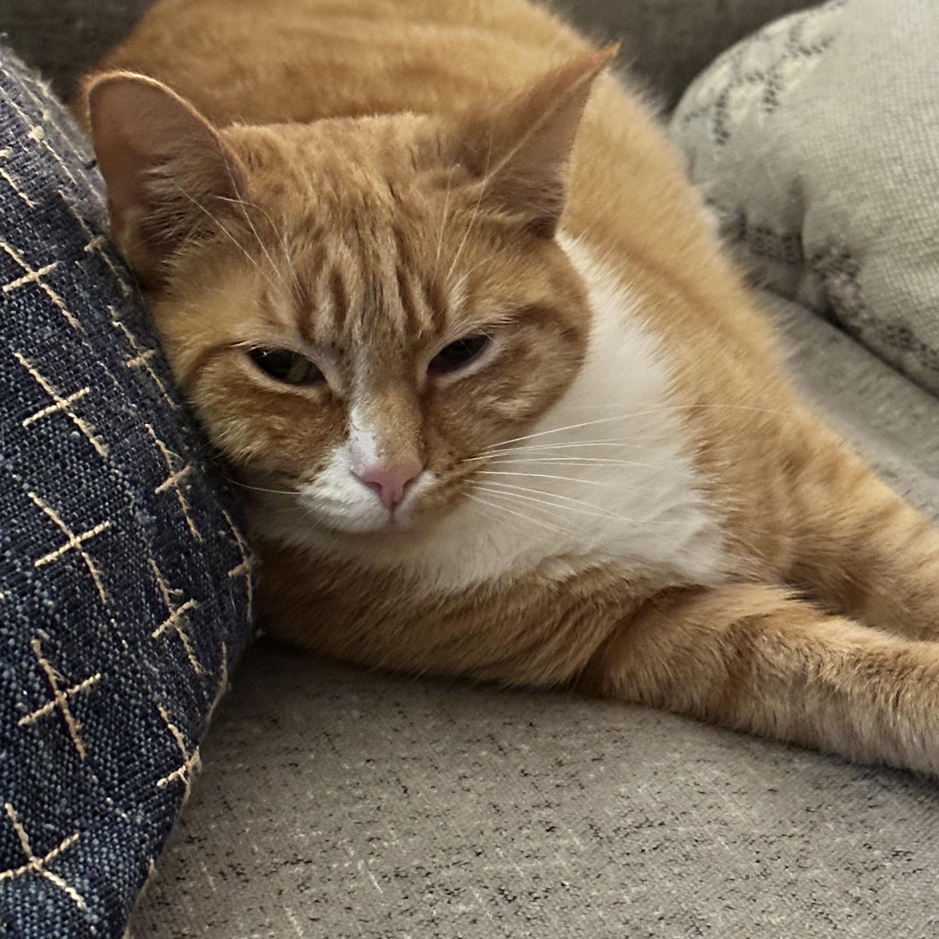 Hamiltina , ADOPTABLE, Young Female Domestic Short Hair.