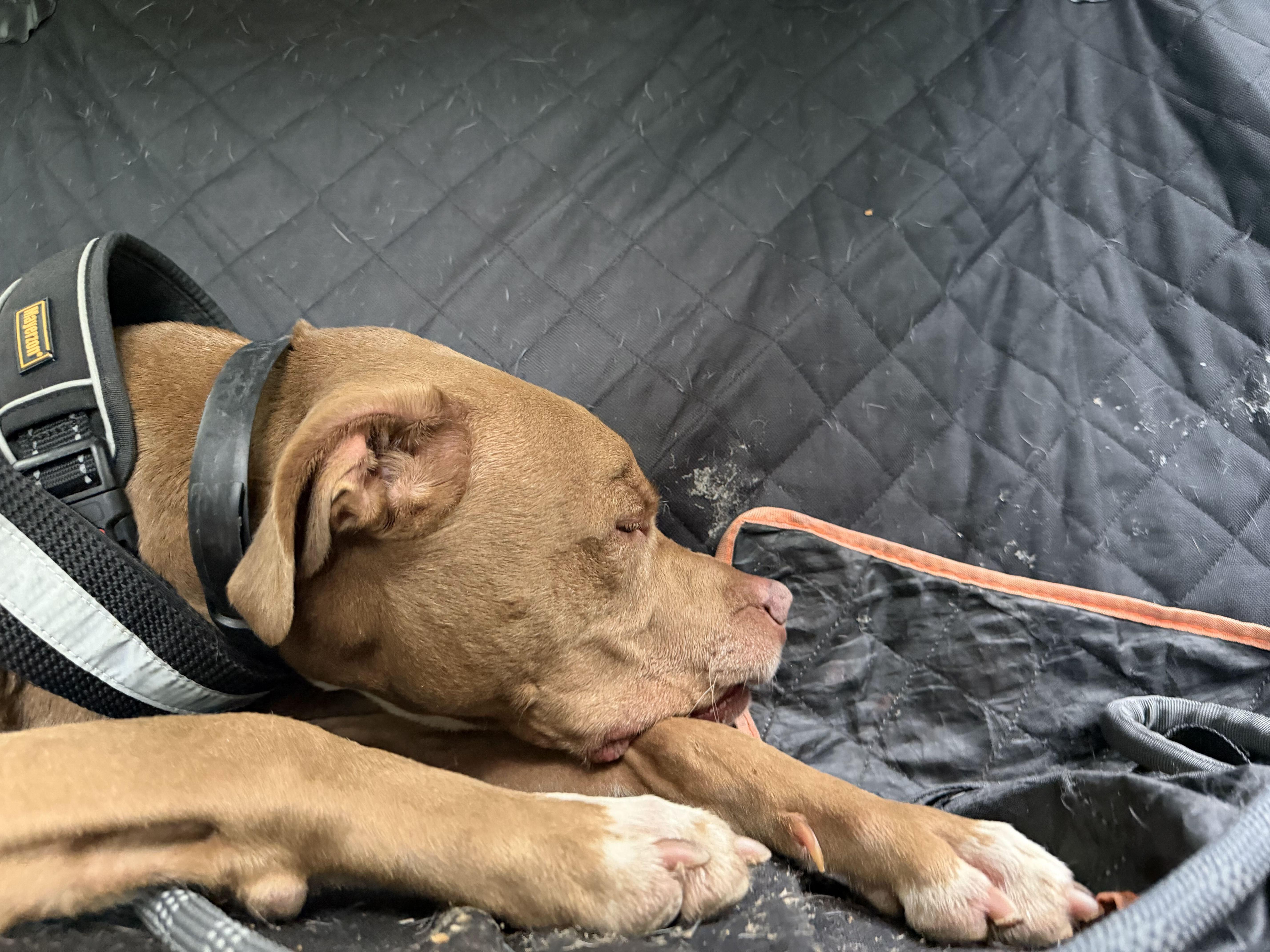 Enlarge Jeffery, a Adoptable American Bully in Maidens, VA image 3/4