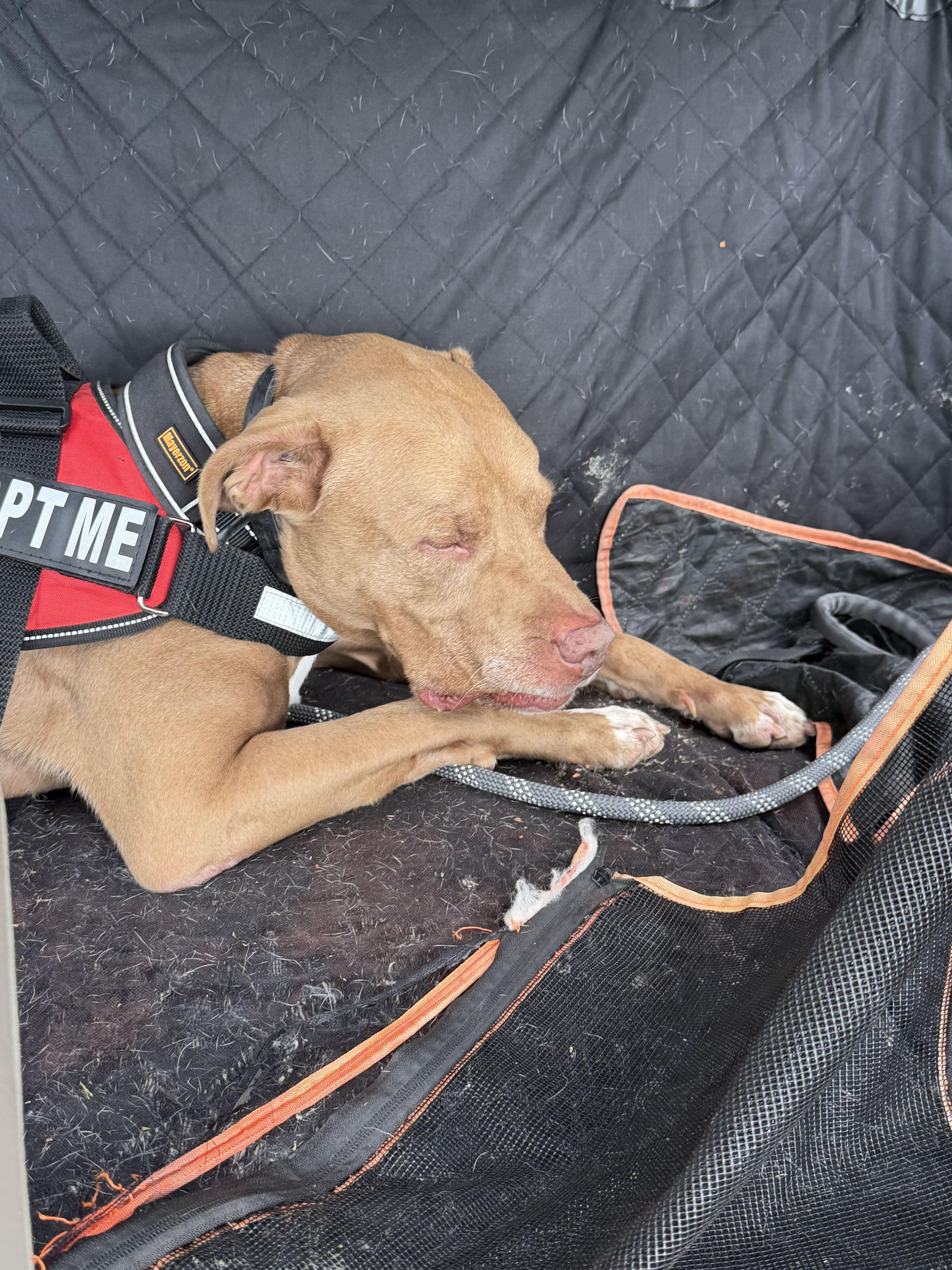 Enlarge Jeffery, a Adoptable American Bully in Maidens, VA image 4/4