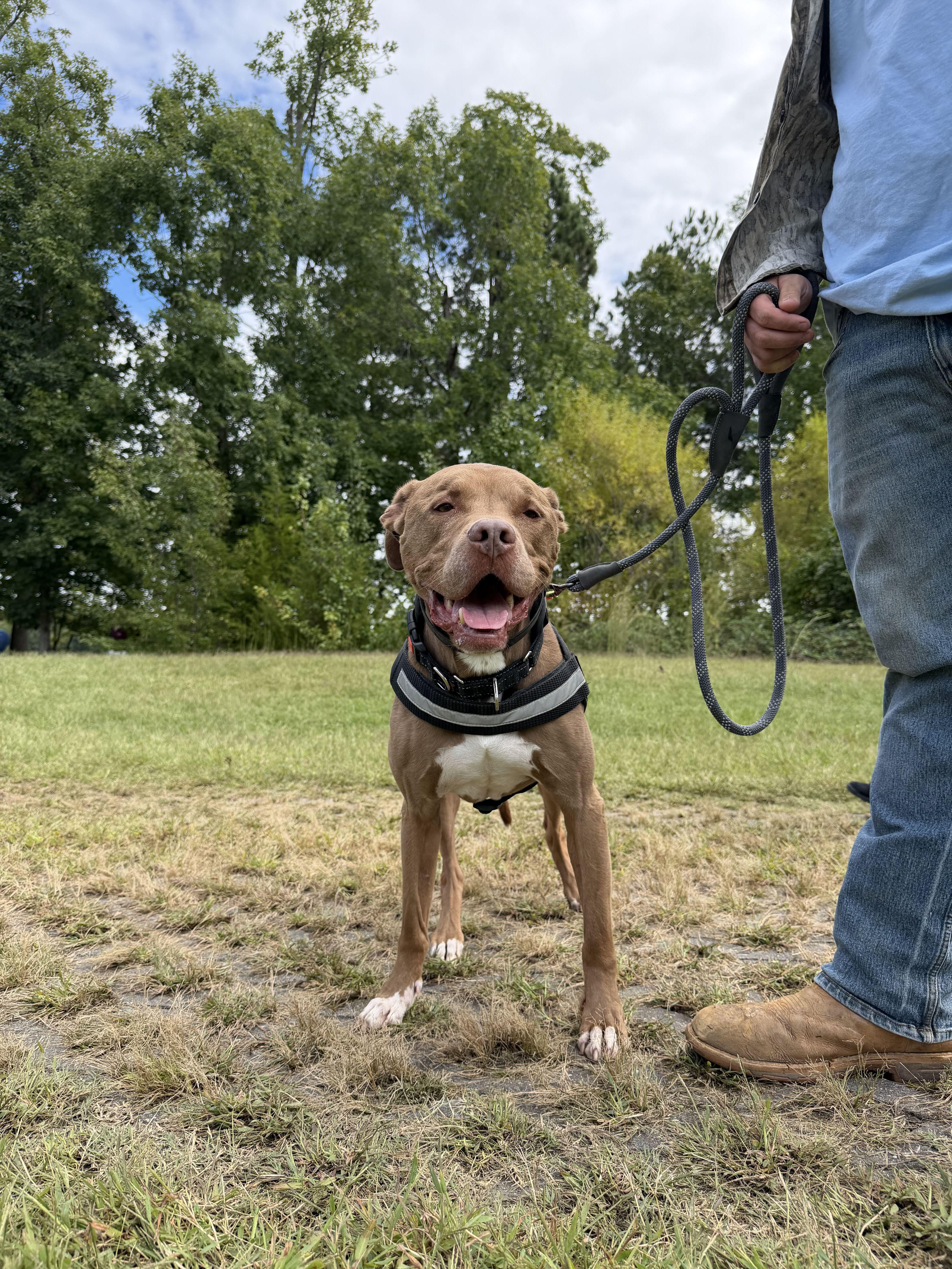 Enlarge Jeffery, a Adoptable American Bully in Maidens, VA image 2/4