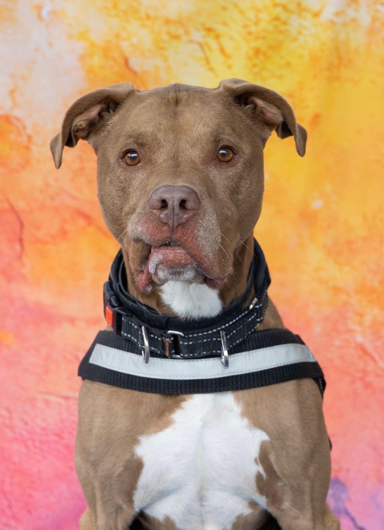 Jeffery, Adoptable, Senior Male American Bully.