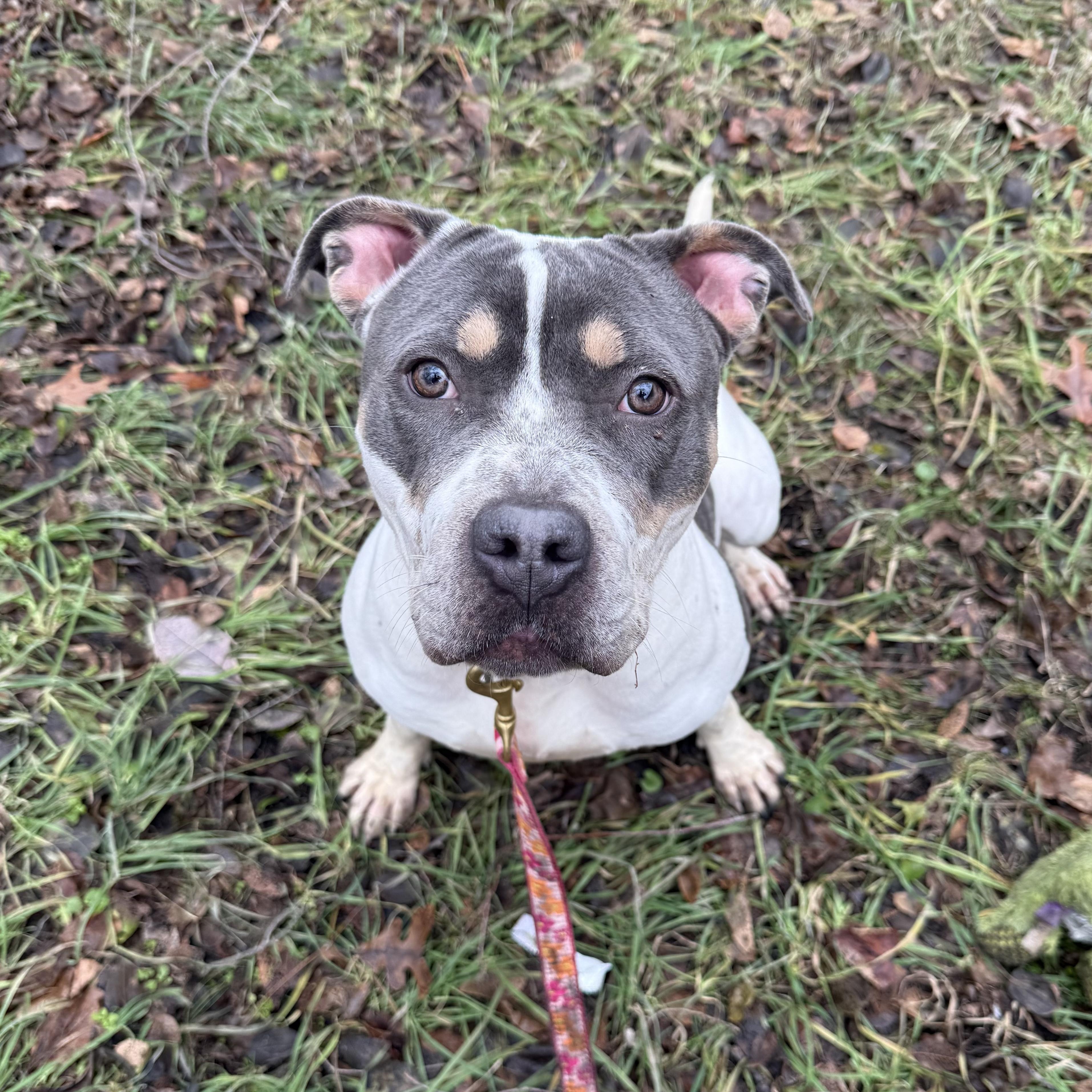 Enlarge SnowBunny, a ADOPTABLE Mixed Breed in Gary , IN image 1/1