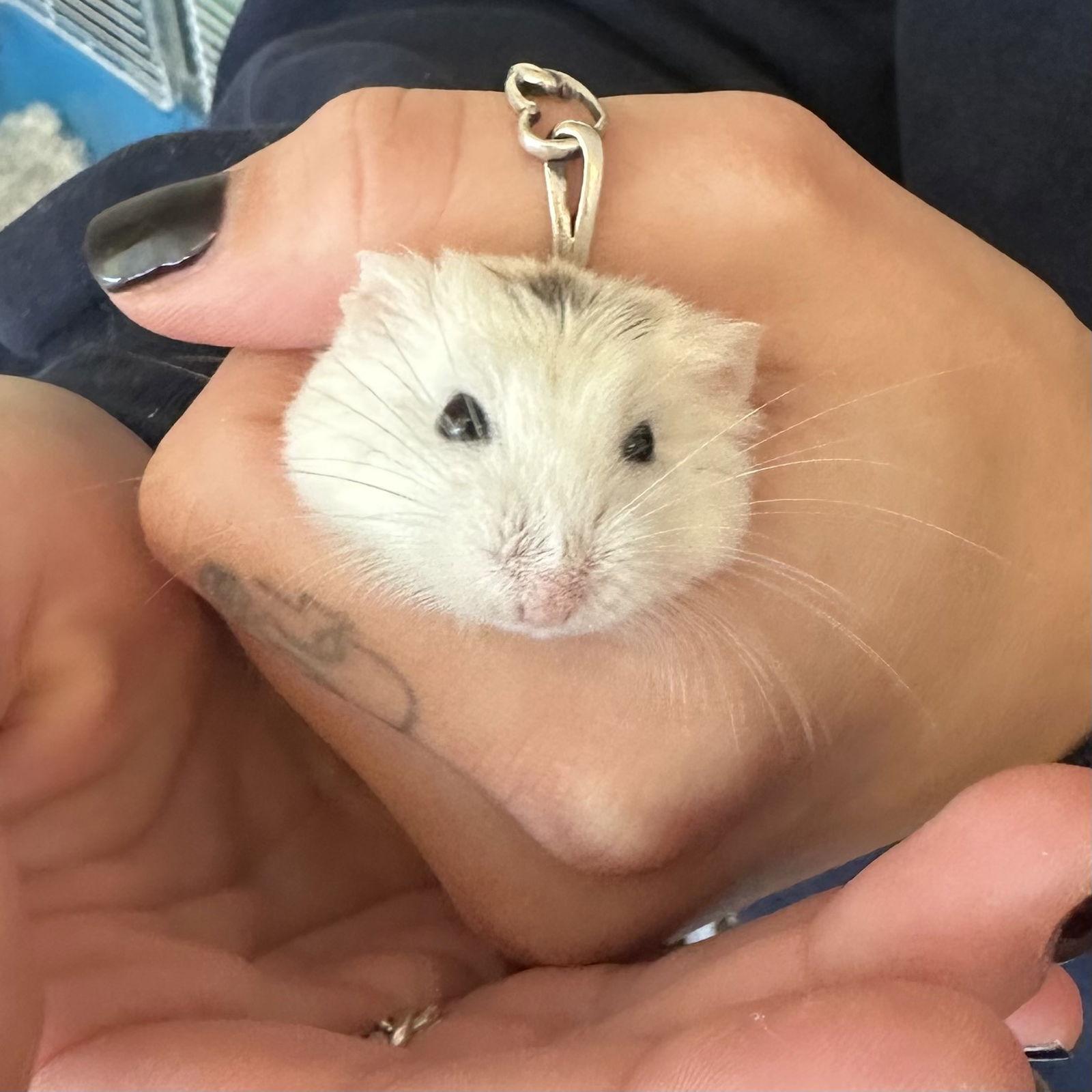 Enlarge Megan Thee Hamster, a Adopted Hamster in Burlingame, CA image 1/2