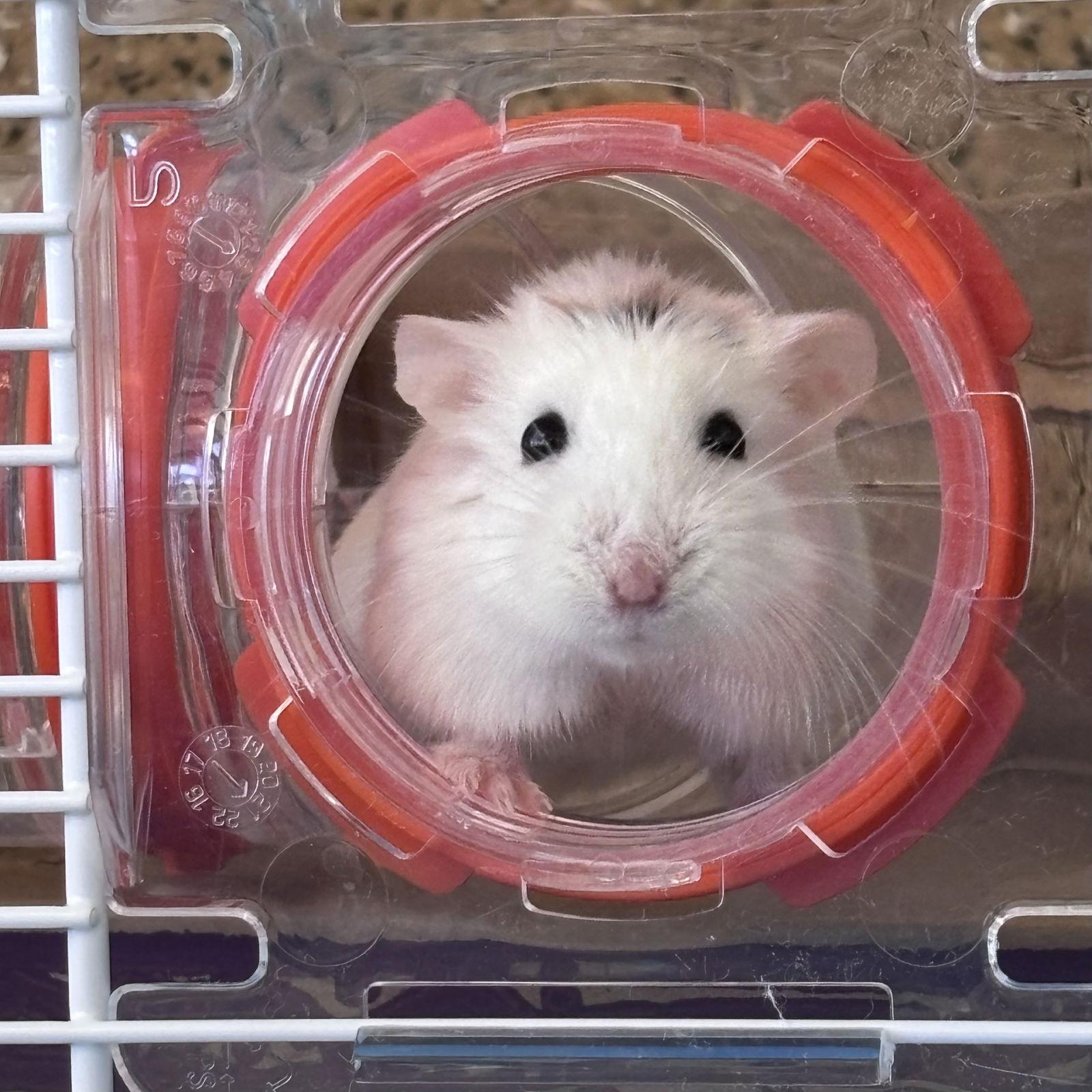 Enlarge Megan Thee Hamster, a Adopted Hamster in Burlingame, CA image 2/2