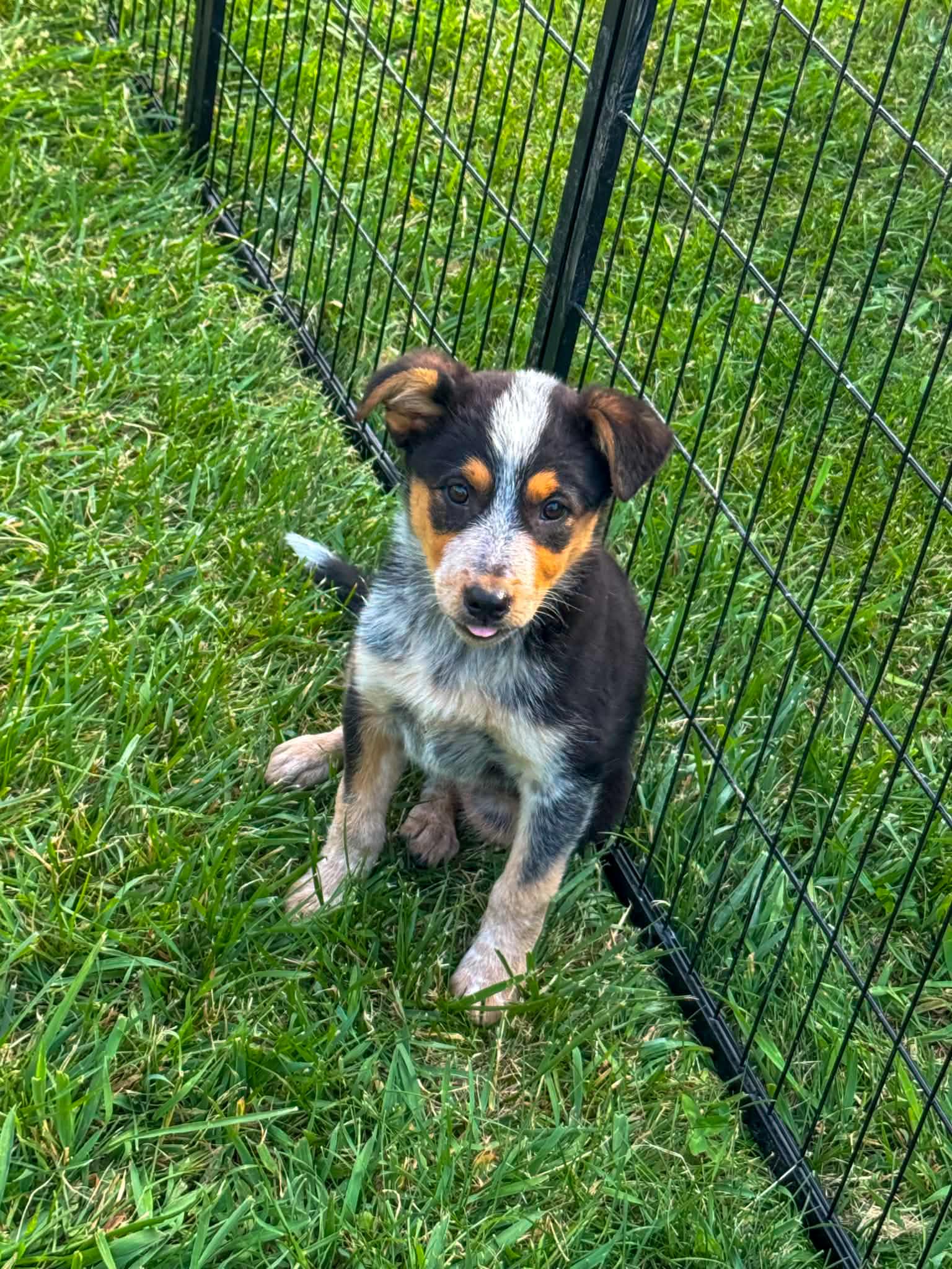 Sparkplug, an adopted Australian Cattle Dog / Blue Heeler in Indianapolis, IN image 3/3