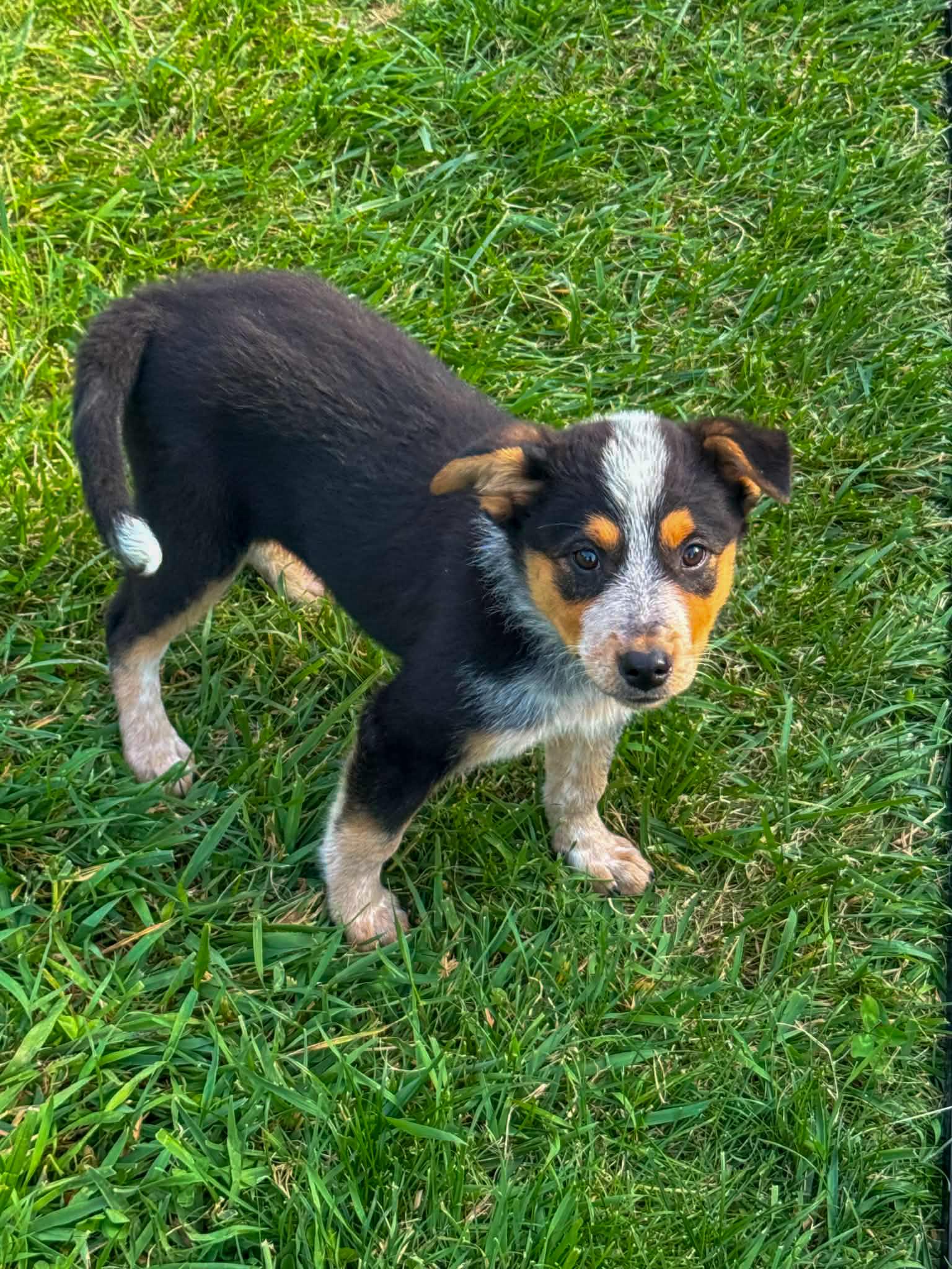 Sparkplug, an adopted Australian Cattle Dog / Blue Heeler in Indianapolis, IN image 2/3