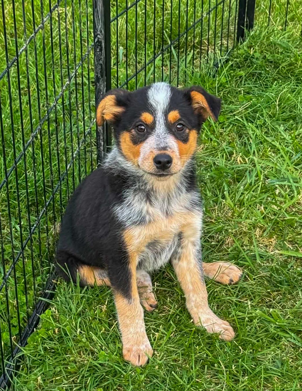 Sparkplug, adopted, Puppy Female Australian Cattle Dog / Blue Heeler.