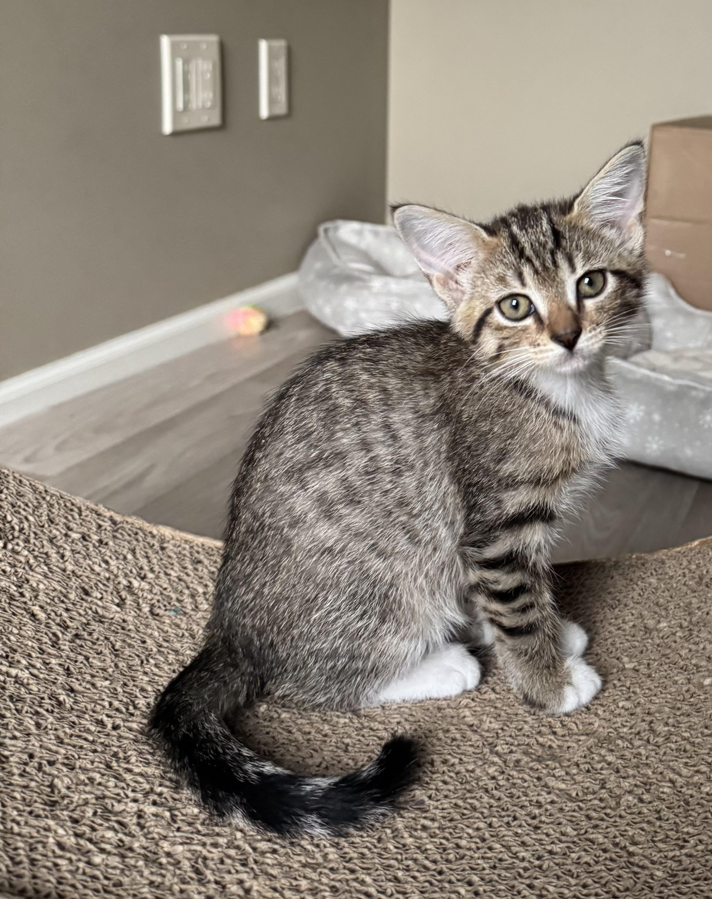 Enlarge Leigh, an adoptable Domestic Short Hair in Grove City, OH image 3/3