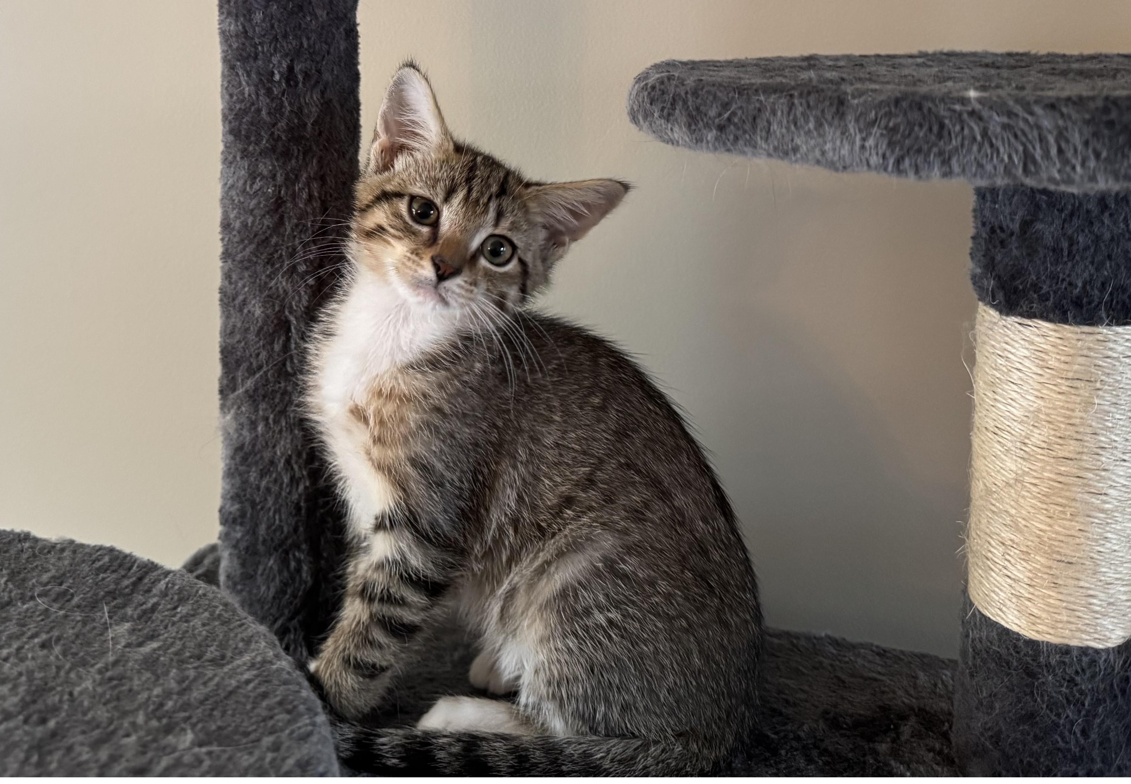 Leigh, adoptable, Kitten Female Domestic Short Hair.