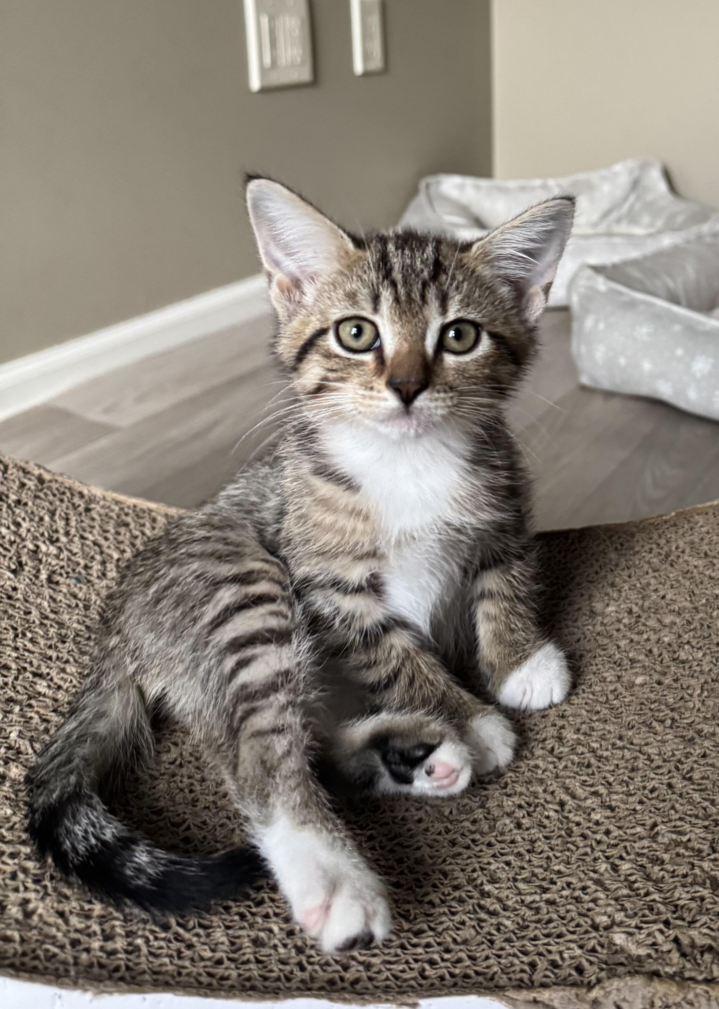Enlarge Leigh, an adoptable Domestic Short Hair in Grove City, OH image 2/3