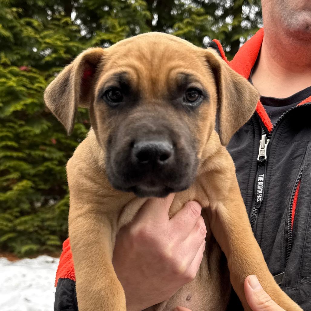 Enlarge NY Taz Avail Jan 18 (Tractor Supply - Patterson), a Adoptable mixed breed in Patterson, NY image 1/2