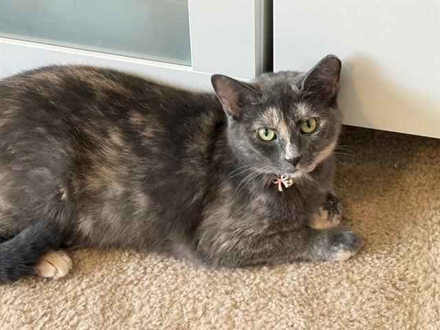 ROBIN, Adoptable, Young Female Domestic Short Hair.