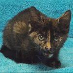 Chase, Adult Female unknown