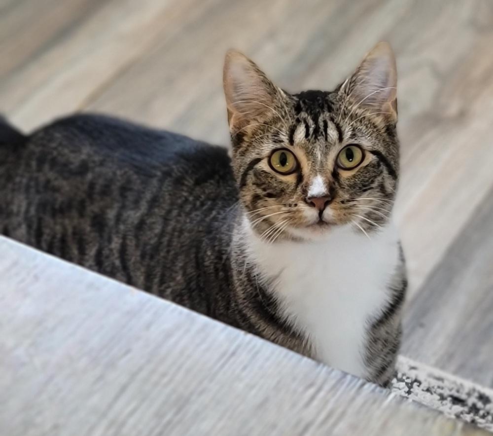 Lil Guy, Adoptable, Kitten Male Domestic Short Hair.