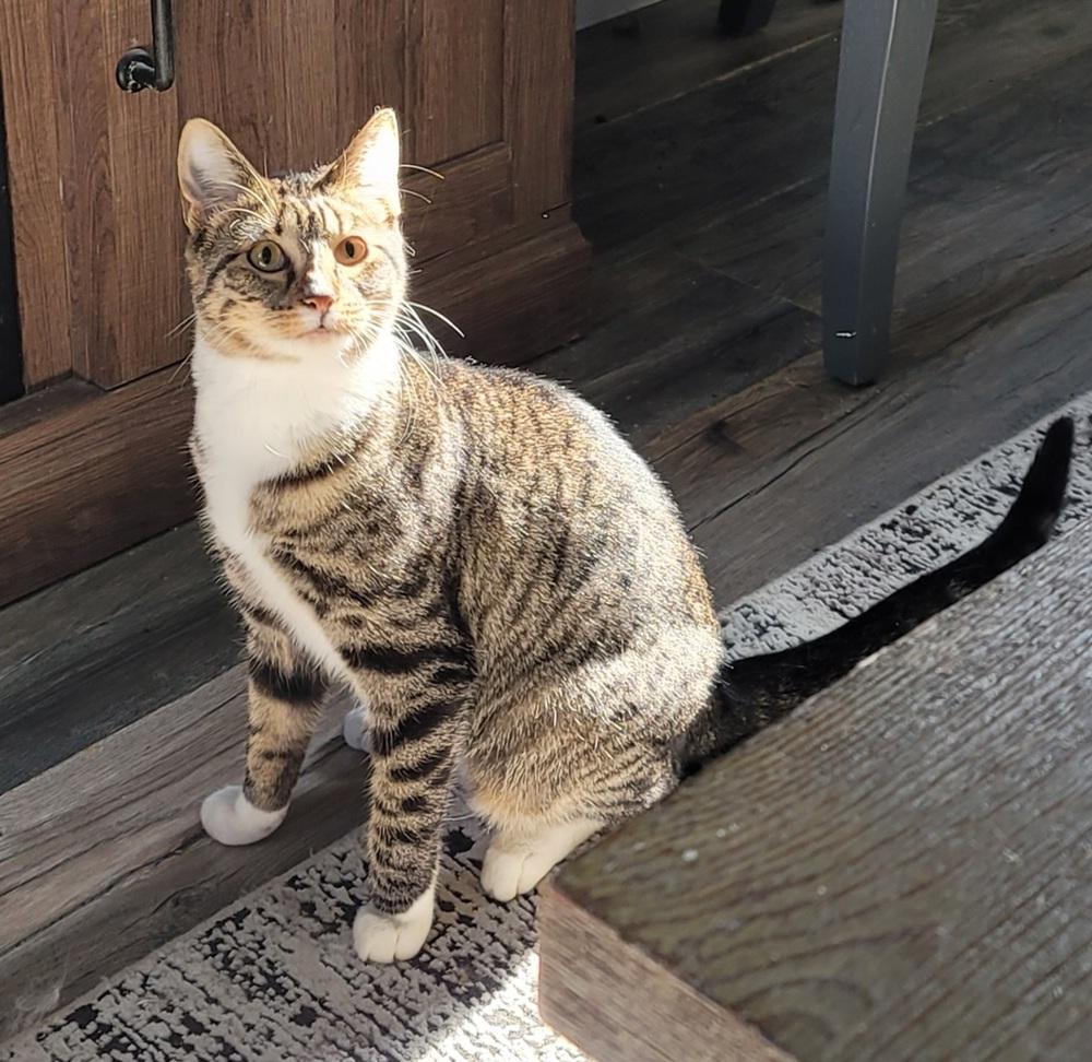 Enlarge Lil Guy, a Adoptable Domestic Short Hair in Homer Glen, IL image 2/2