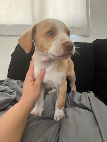 Caramel, Adopted, Young Male Yellow Labrador Retriever.